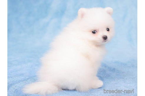 成約済の東京都のポメラニアン-200306の4枚目